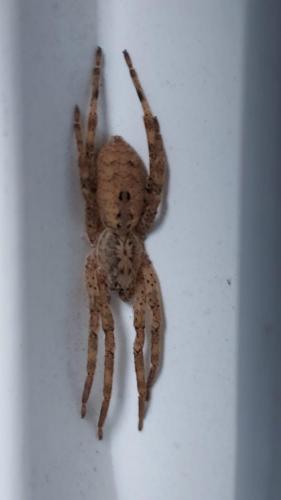 Réf. 288 547 : Zoropsis spinimana